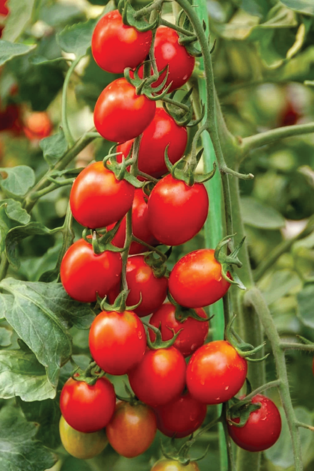 RED CHERRY TOMATO SEEDS <br> بذور الطماطم الكرزي الأحمر