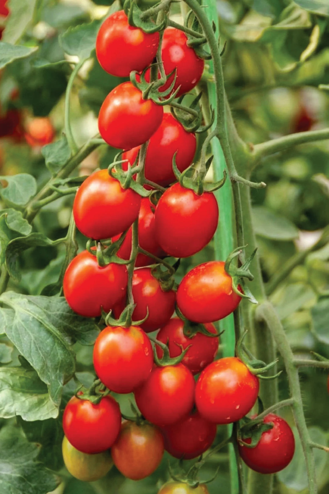 ORGANIC CHERRY TOMATO SEEDLING <br>شتلات الطماطم الكرزي العضوية