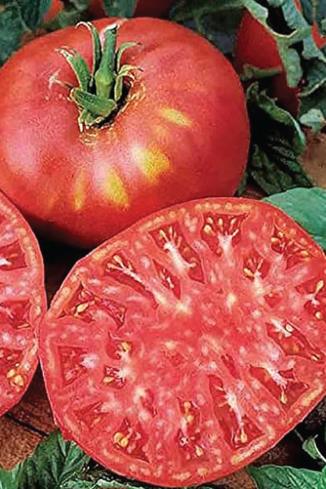 BRANDYWINE RED TOMATO SEEDS <br> بذور طماطم براندي واين الأحمر