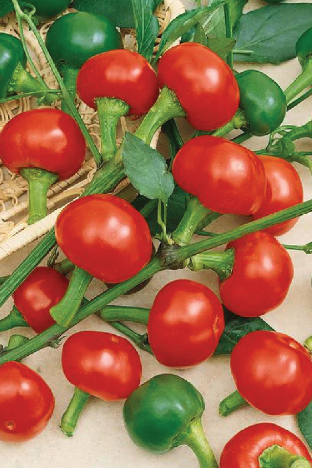 RED CHERRY HOT PEPPER SEEDS <br> بذور الفلفل الحار الكرزي الأحمر