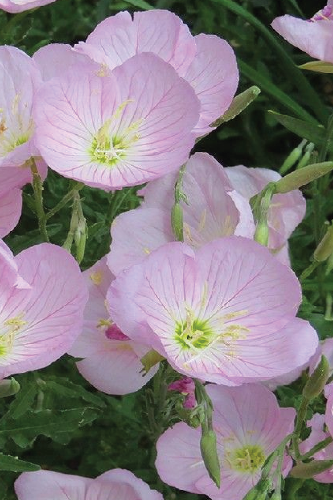 PINK EVENING PRIMROSE SEEDS <br> بذور زهور الربيع المسائية الوردية