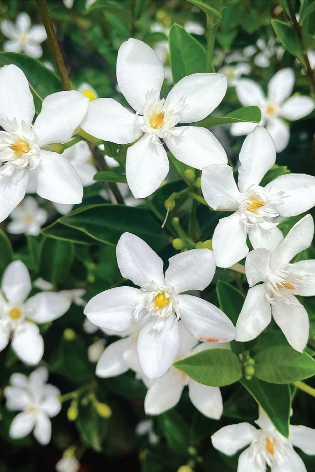 WILD JASMINE SEEDS <br> بذور زهور الياسمين البري
