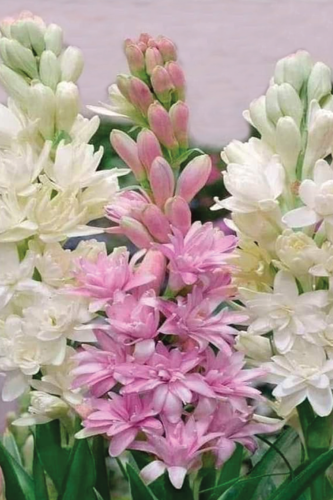 TUBEROSE SEEDS <br> بذور مسك الروم