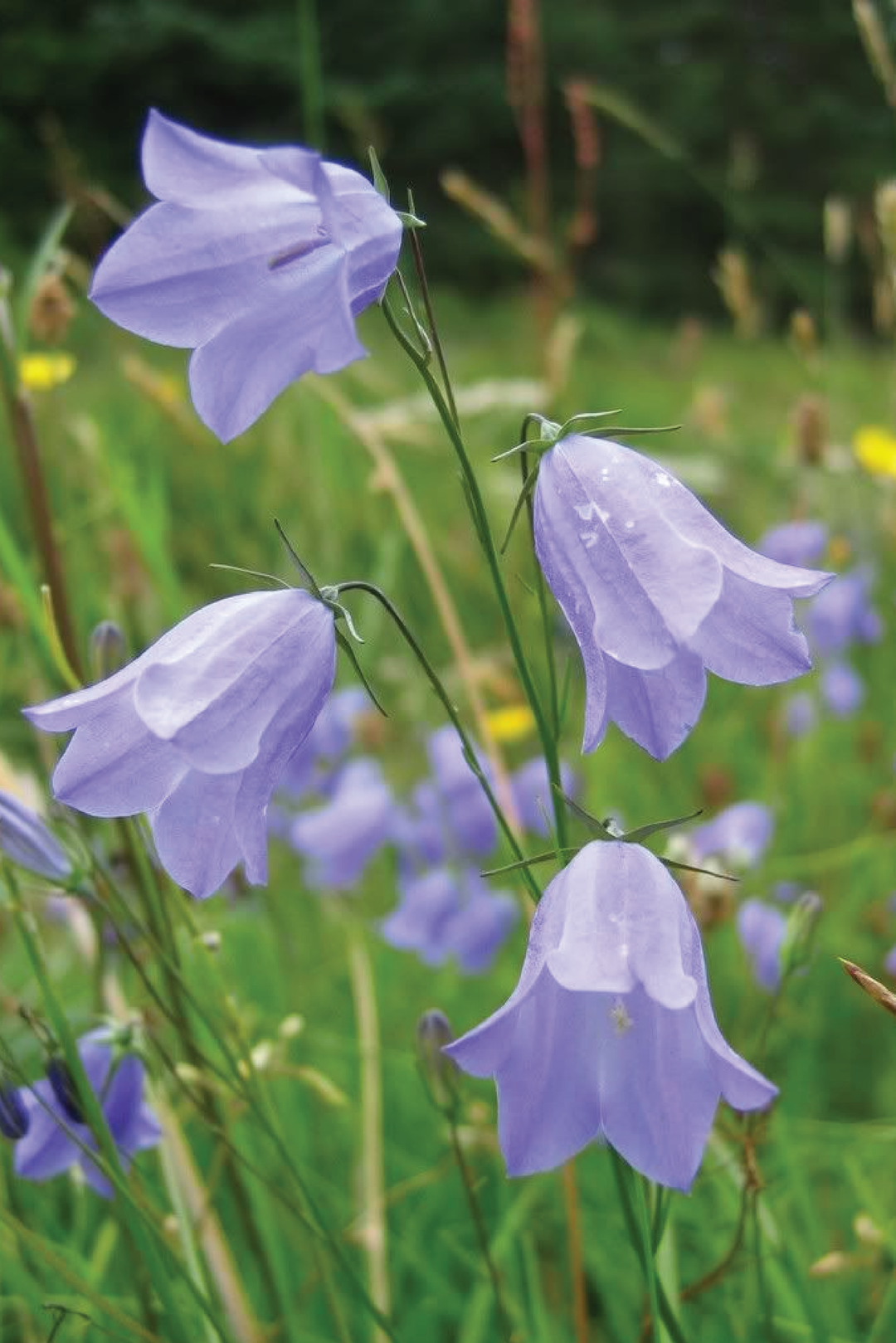 DANISH BELLFLOWER SEEDS <br> بذور زهور الجرس الدنماركية