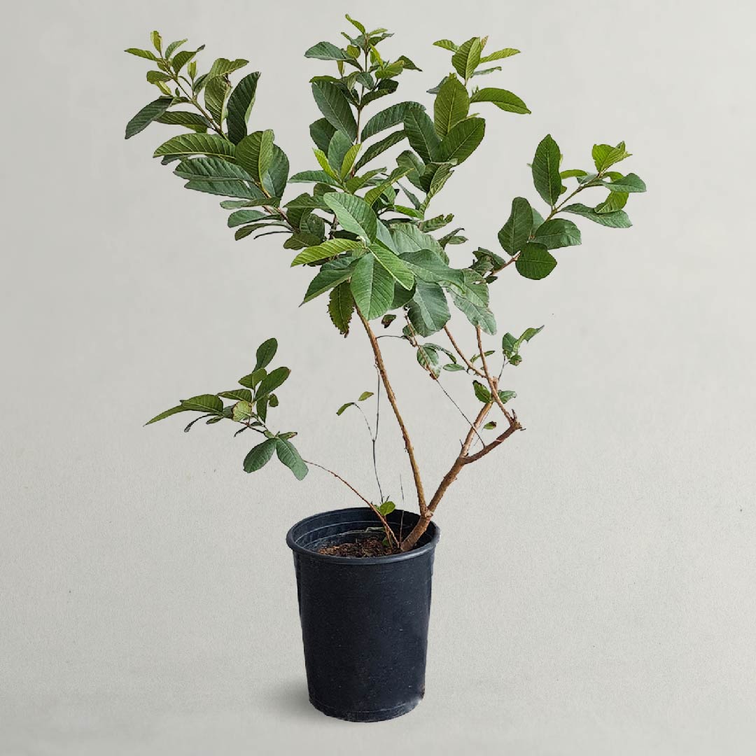 Psidium Guajava Or Guava Tree