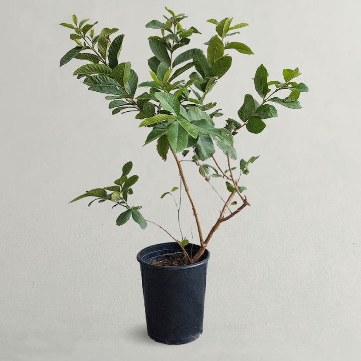 Psidium Guajava Or Guava Tree