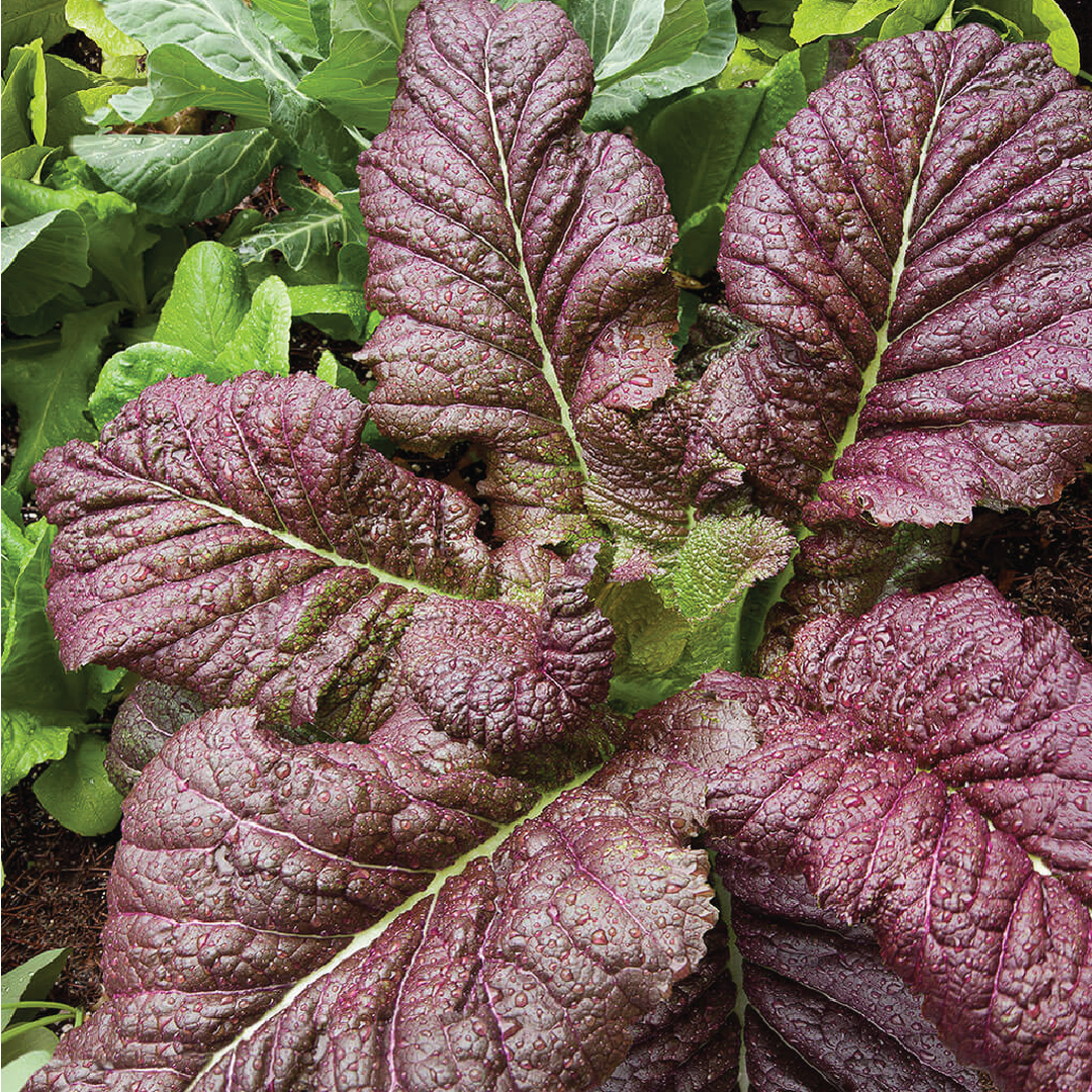 JAPANESE GIANT MUSTARD <br> الخردل العملاق الياباني