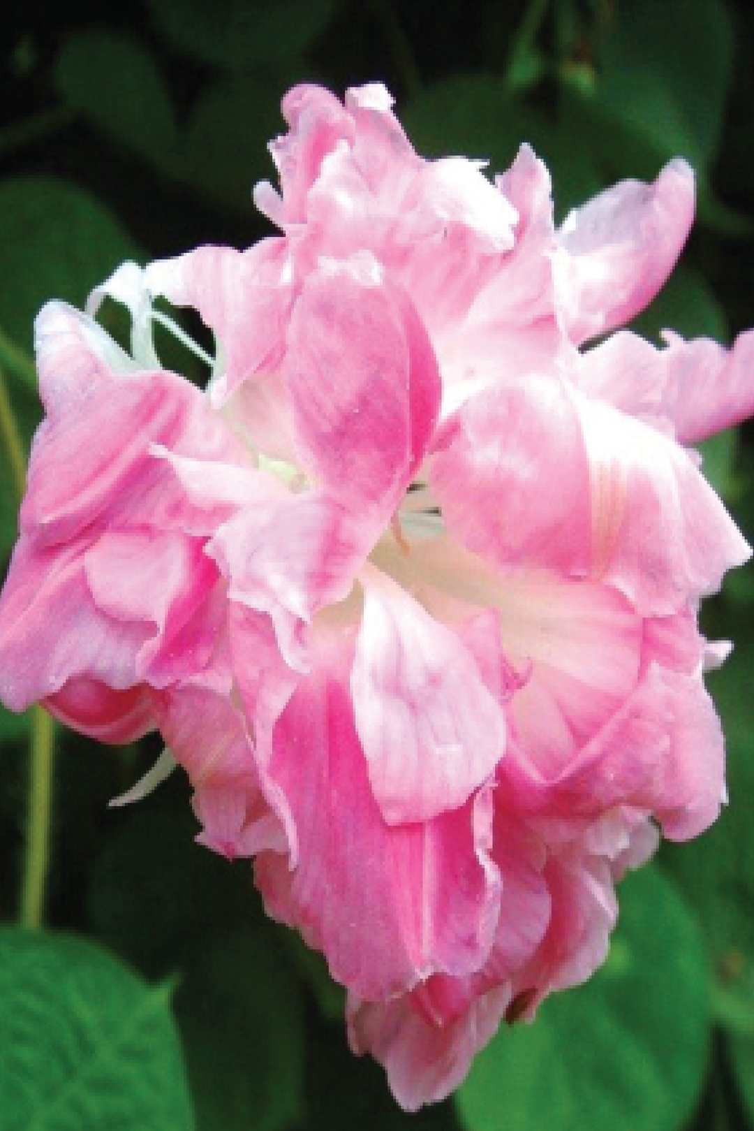 MORNING GLORY DOUBLE SPLIT SECOND FLOWER SEEDLING <br>شتلات مورنينج قلوري دبل سبليت سكند