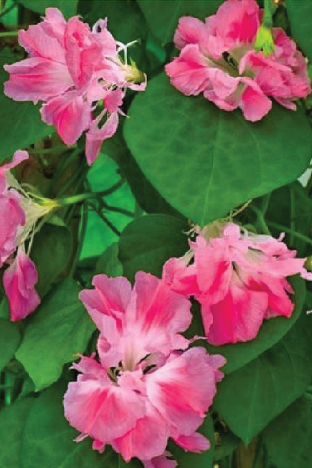 MORNING GLORY DOUBLE SPLIT SECOND FLOWER SEEDLING <br>شتلات مورنينج قلوري دبل سبليت سكند