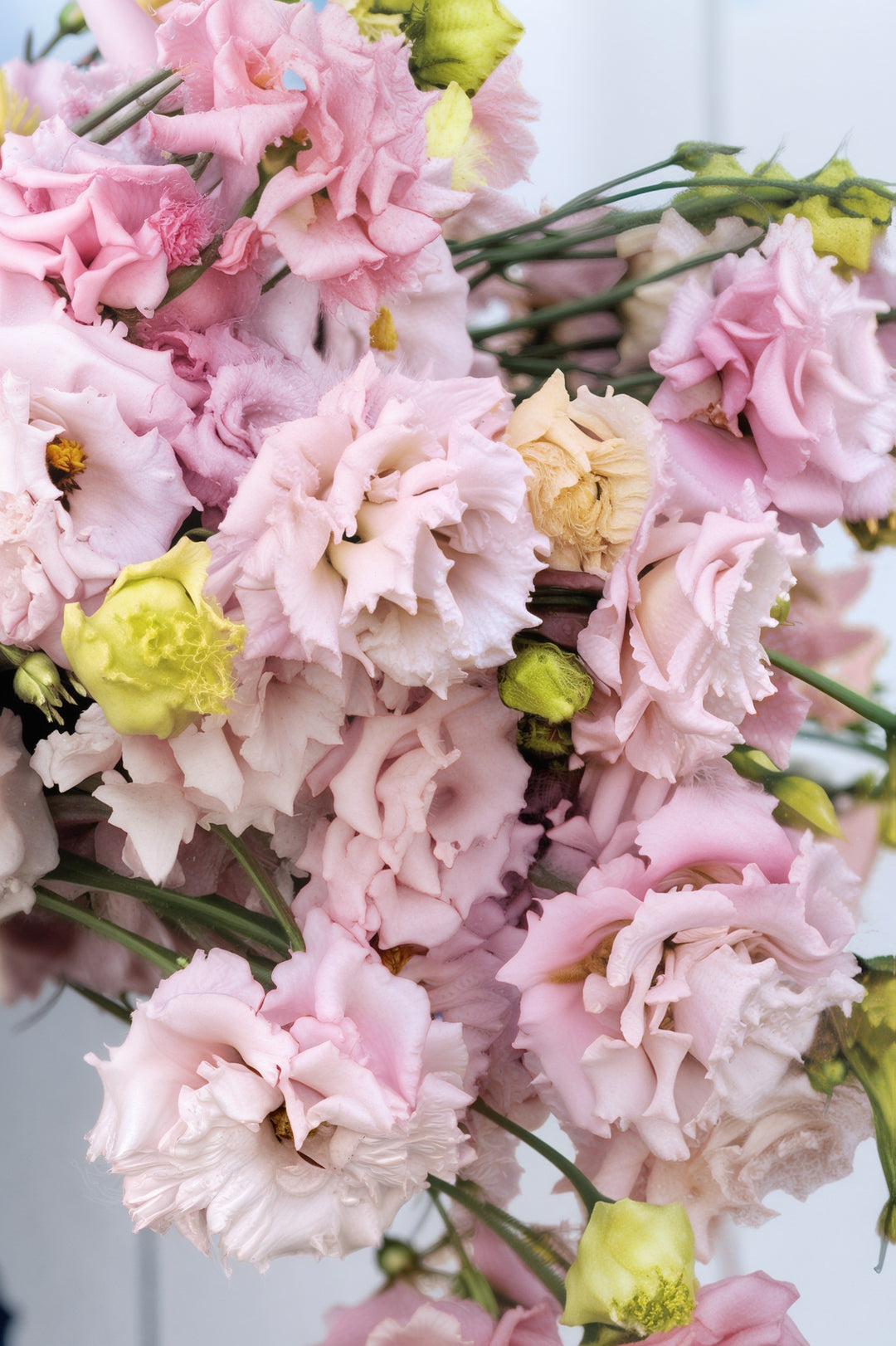 VOYAGE PINK EUSTOMA/LISIANTHUS SEEDLING <br>شتلات زهور الاستوما / الليسيانثس فوياج بينك