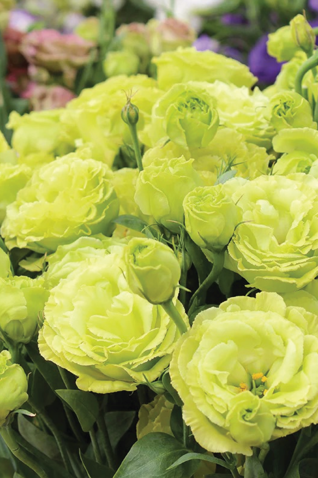 ROSANNE CLEAR GREEN EUSTOMA/LISIANTHUS SEEDLING<br>شتلات زهور الاستوما / الليسيانثس كلير جرين