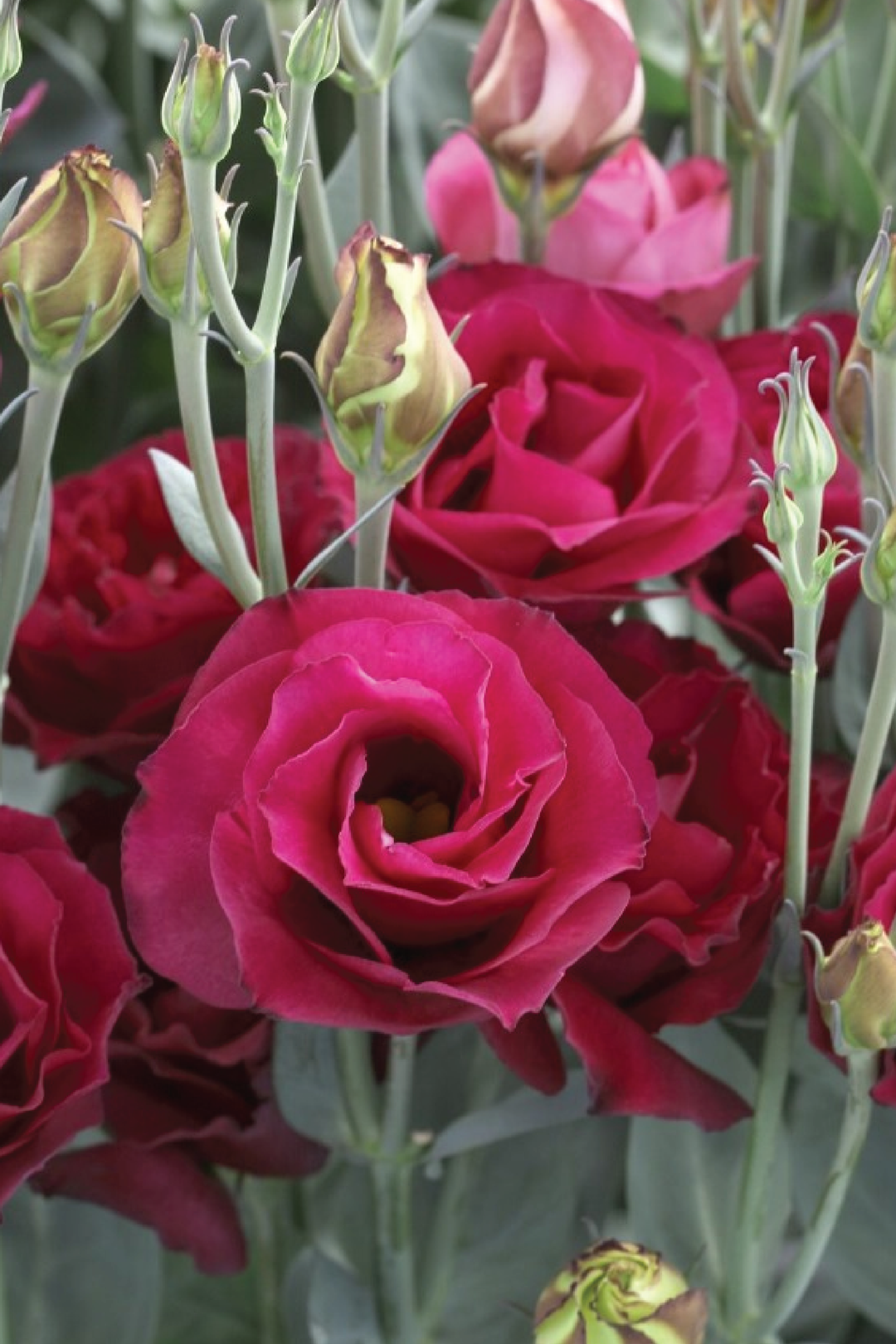 CROMA RED EUSTOMA/LISIANTHUS SEEDLING<br>شتلات زهور الاستوما / الليسيانثس كروما رد