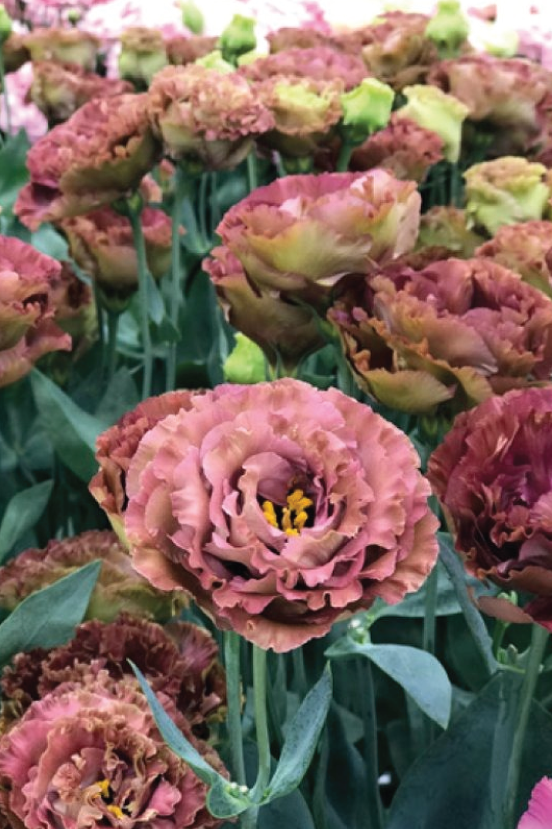 ROSANNE BROWN EUSTOMA/LISIANTHUS SEEDLING <br>شتلات زهور الاستوما / الليسيانثس روزان براون