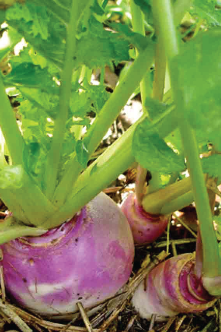 TURNIP SEEDS <br> بذور اللفت