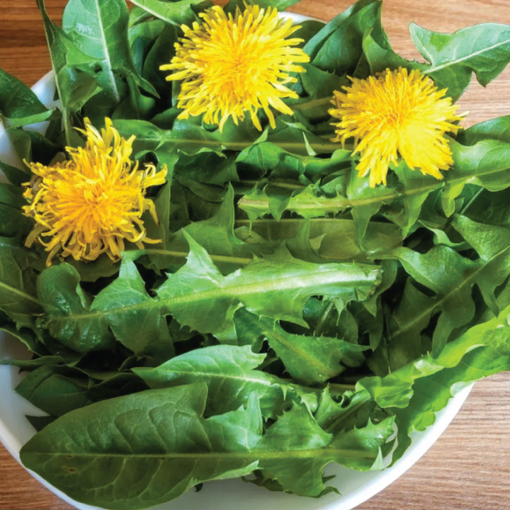 DANDELIONS SEEDLING<br>شتلة الهندباء