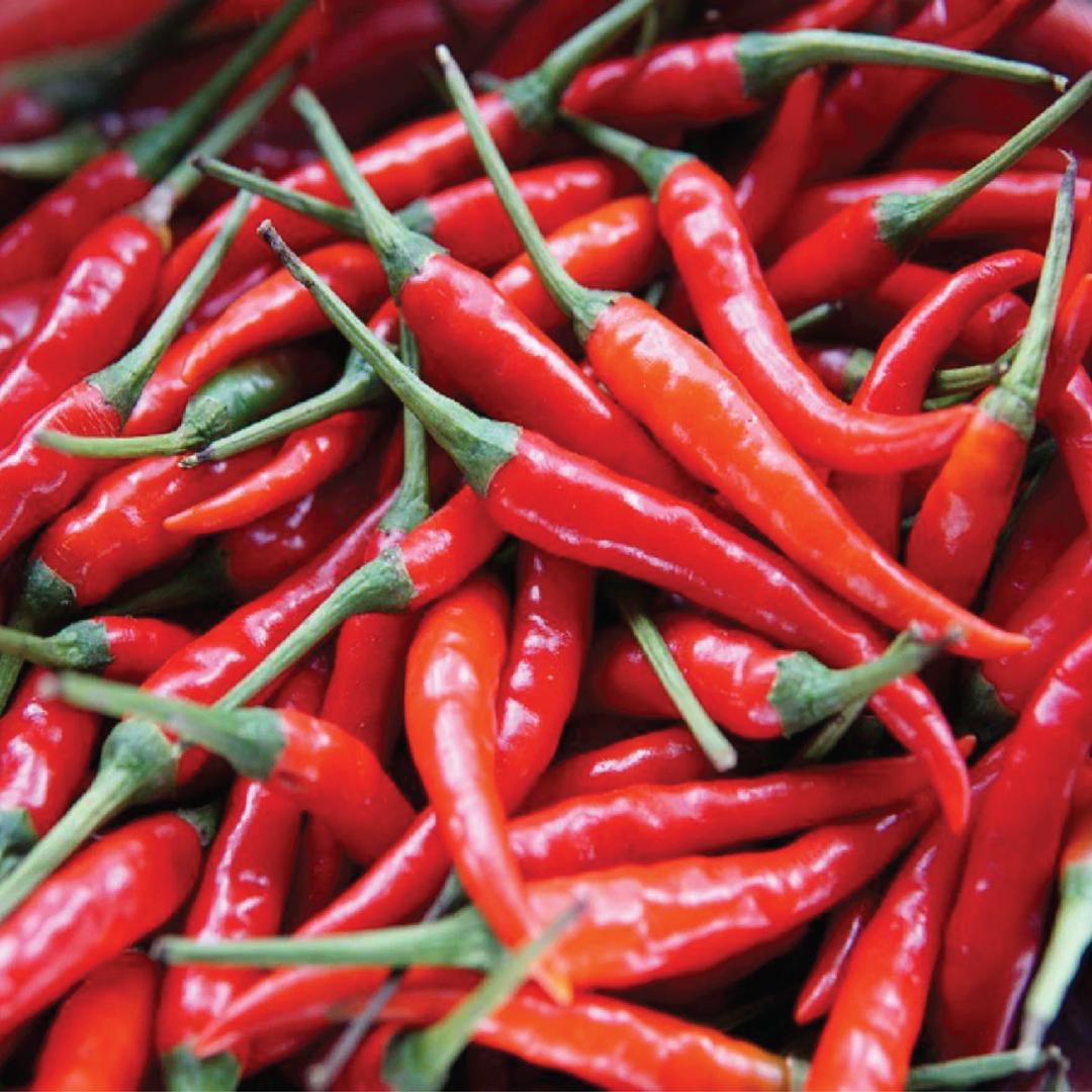 RED CHILI PEPPER SEEDLING<br> شتلة الفلفل الأحمر الحار