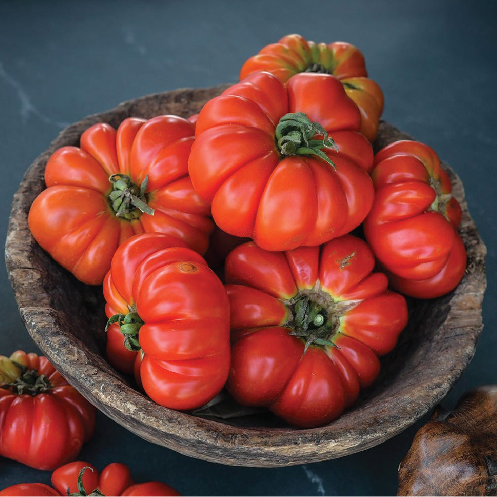 ORGANIC TOMATO BURMESE SOUR SEEDLING <br>شتلات طماطم بورميه ساور العضوية