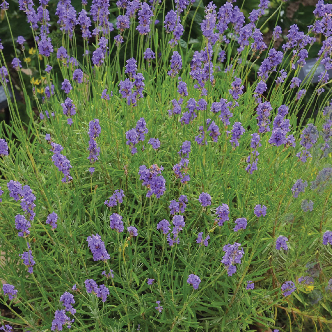 LAVENDER SEEDLING <br>شتلة الخزامى