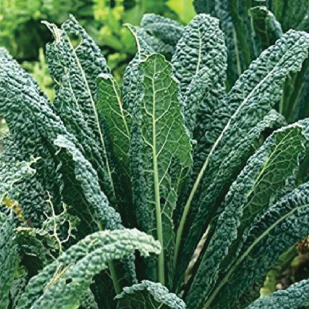 KALE LACINATO SEEDS <br>بذور الكيل لاسيناتو