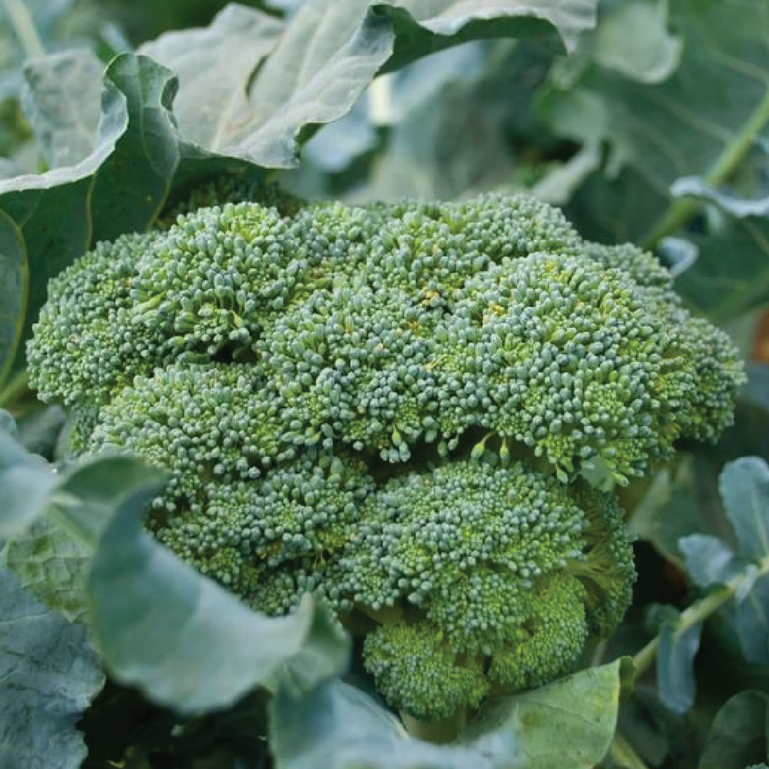 BROCCOLI SEEDS<br> بذور البروكلي