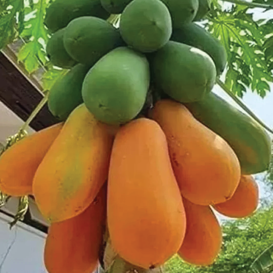PAPAYA SEEDS<br>بذور البابايا