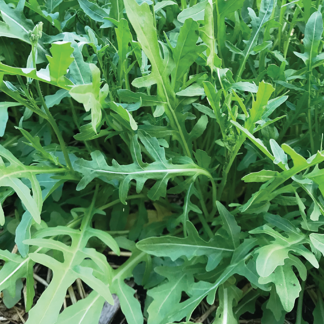 WILD ARUGULA SEEDS<br>بذور الجرجير البري