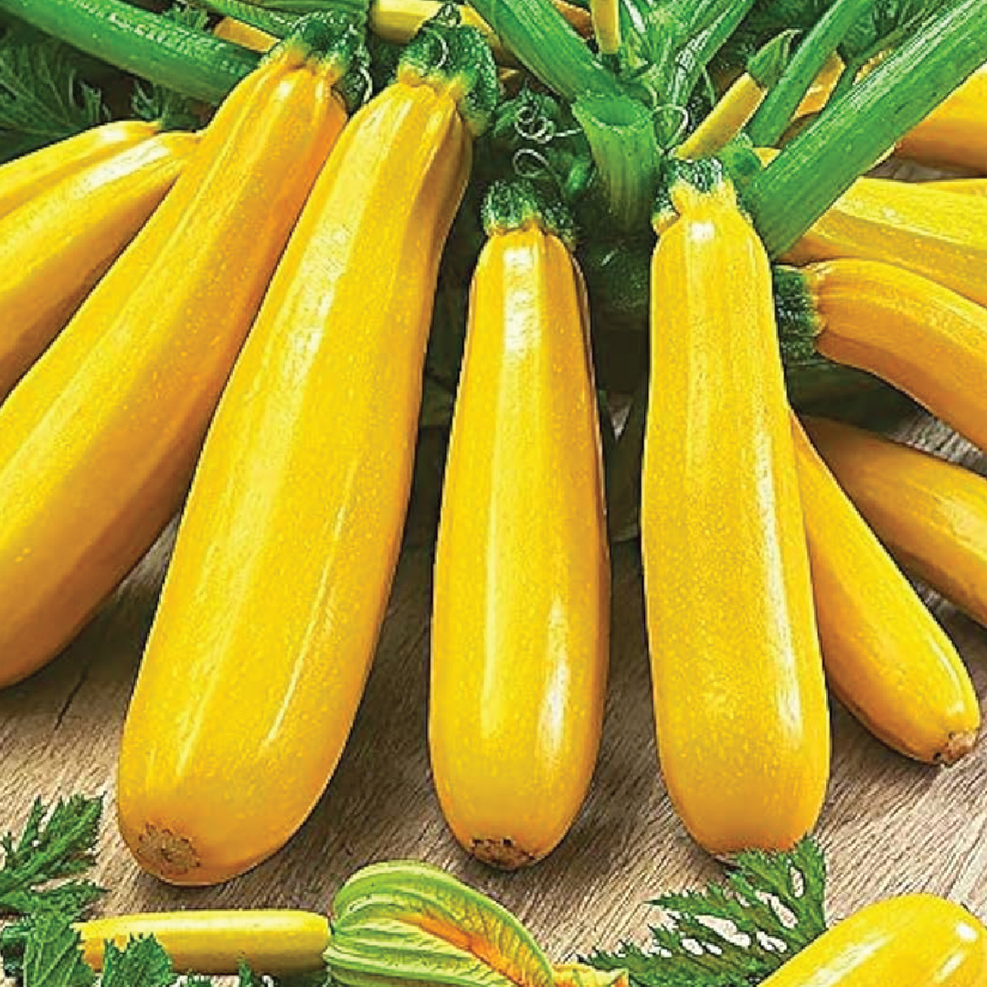 YELLOW ZUCCHINI SEEDS<br>بذور الكوسا الصفراء