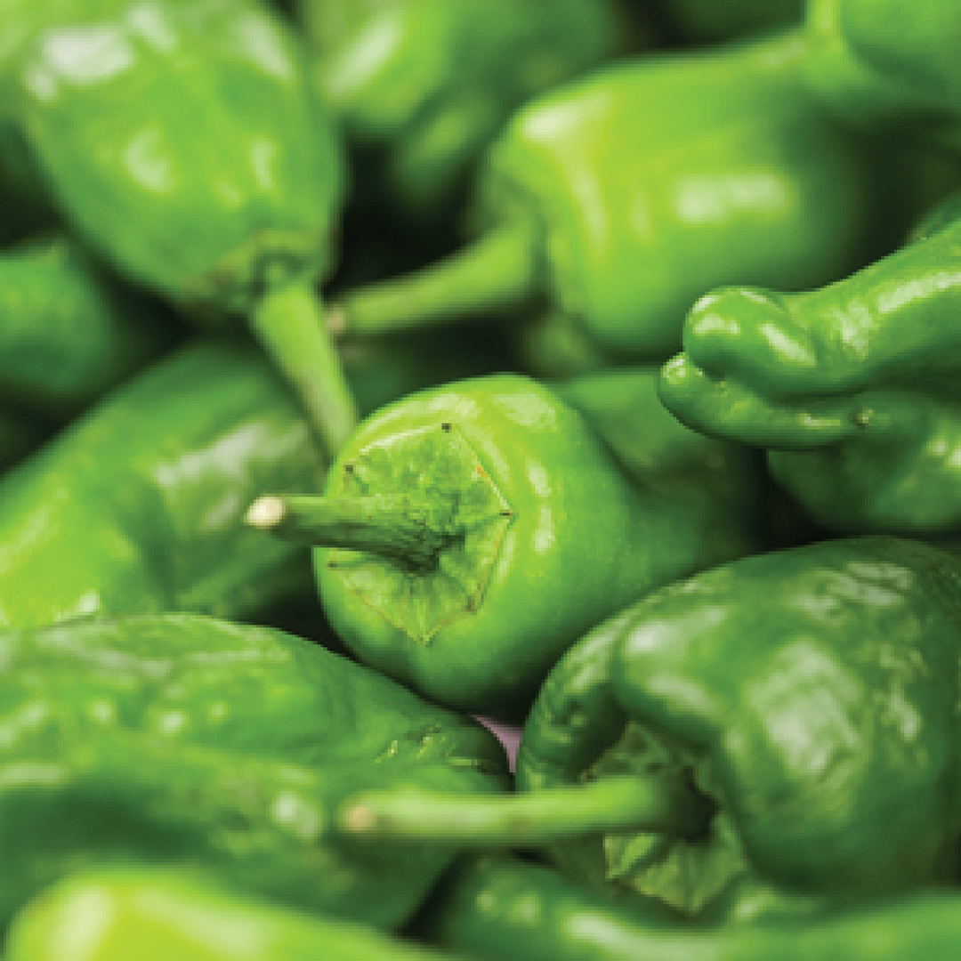PEPERONE LOMBARDO PEPPER SEEDS<br>بذور فلفل لومباردو بيبروني