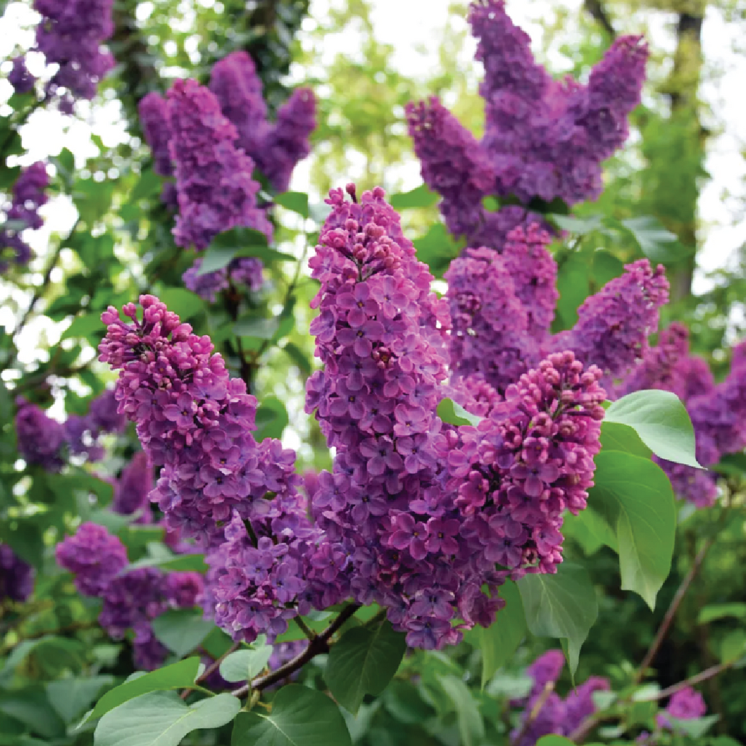 LILAC SEEDS <br> بذور زهور الليلك