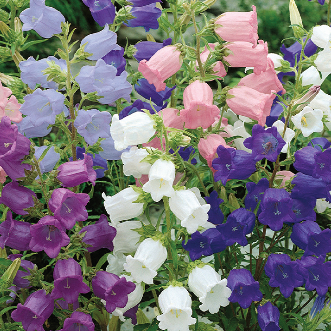 CAMPANULA MIX SEEDS <br> بذور زهور الجريس