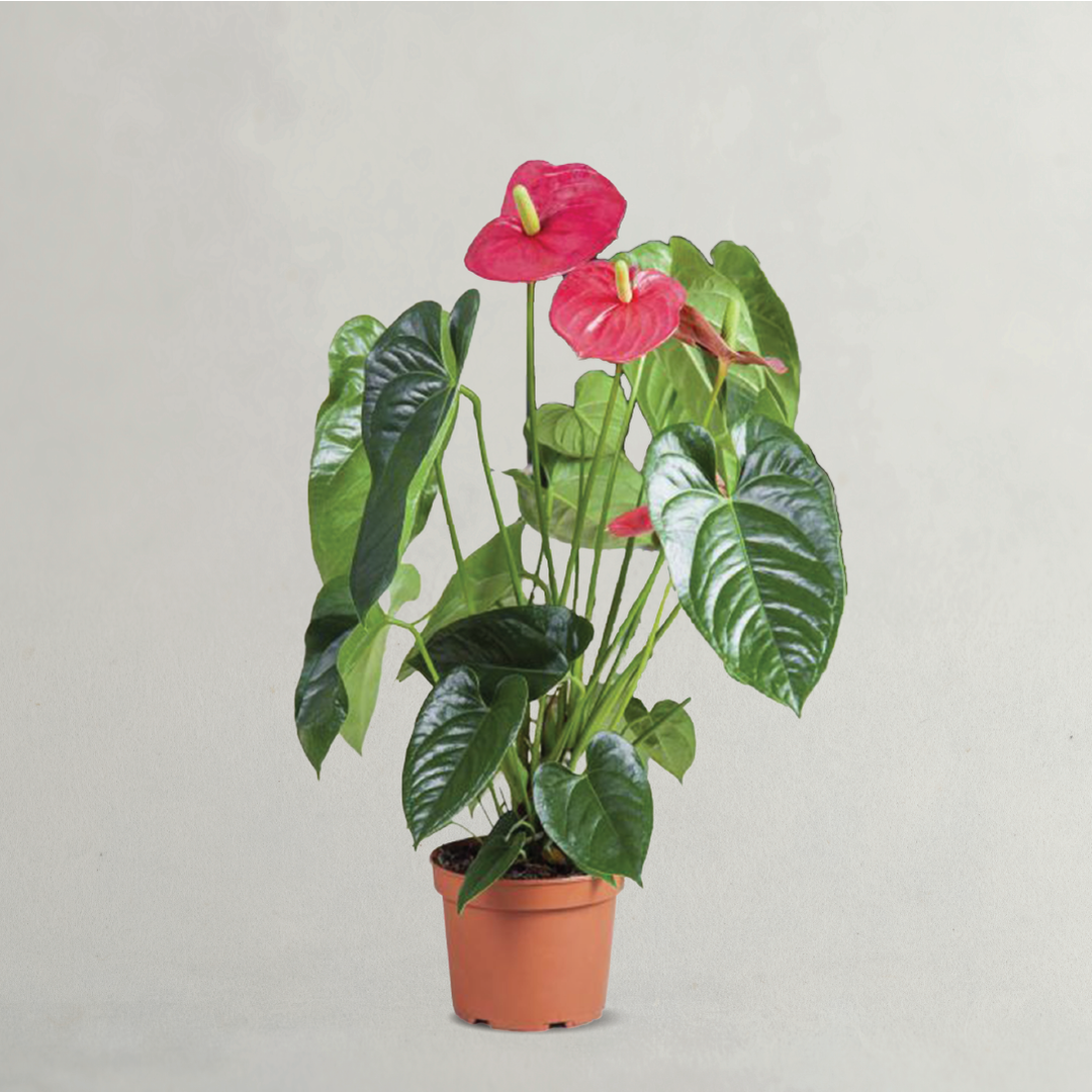 RED ANTHURIUM ANDREANUM PLANT