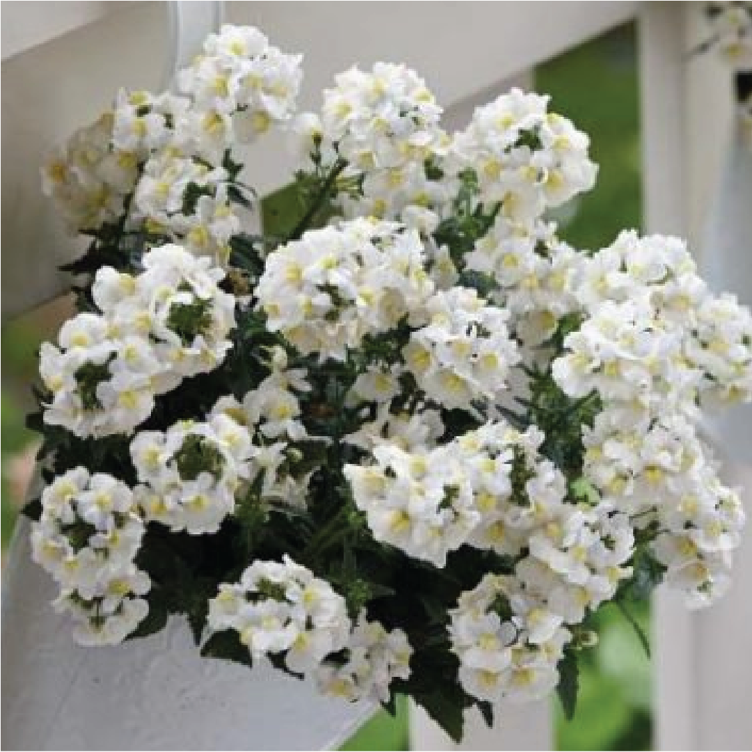 NEMESIA WHITE FLOWER SEEDLING<br> شتلة زهرة نيميسيا البيضاء