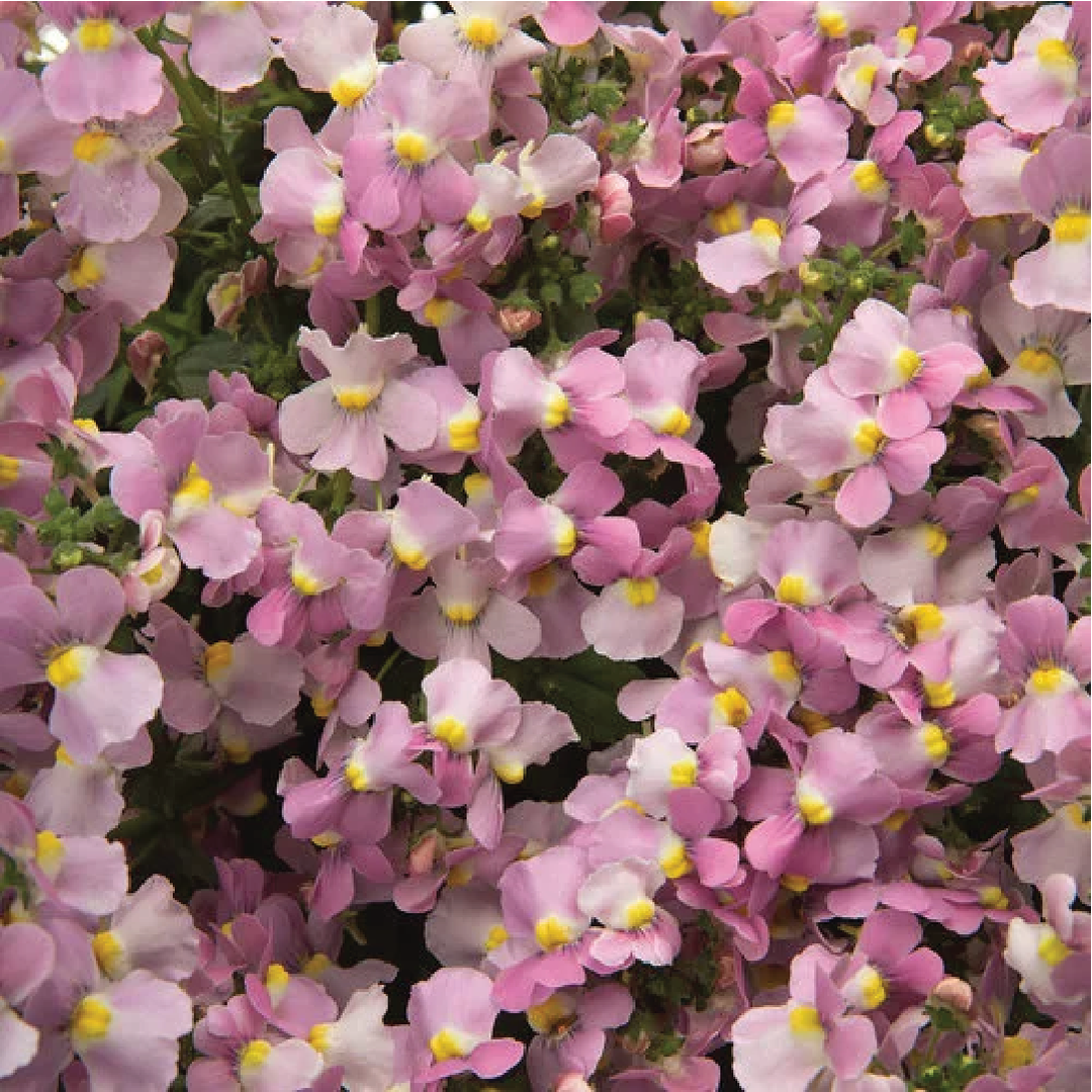 NEMESIA FLOWER SEEDLING<br>شتلة زهرة النيميسيا