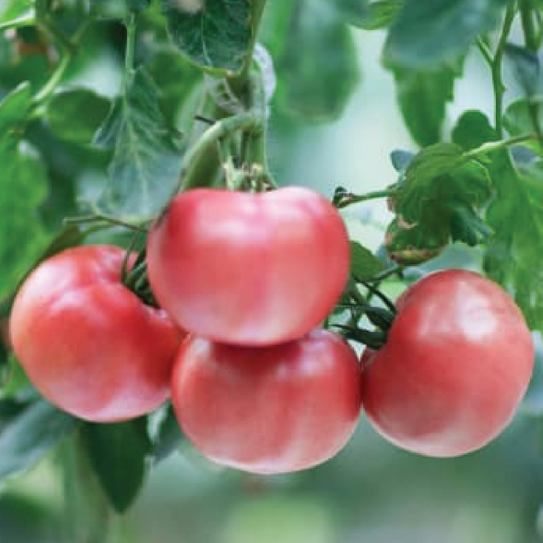 TOMATO RASPBERRY LYANNA SEEDLING <br> شتلات طماطم راسبيري ديانا