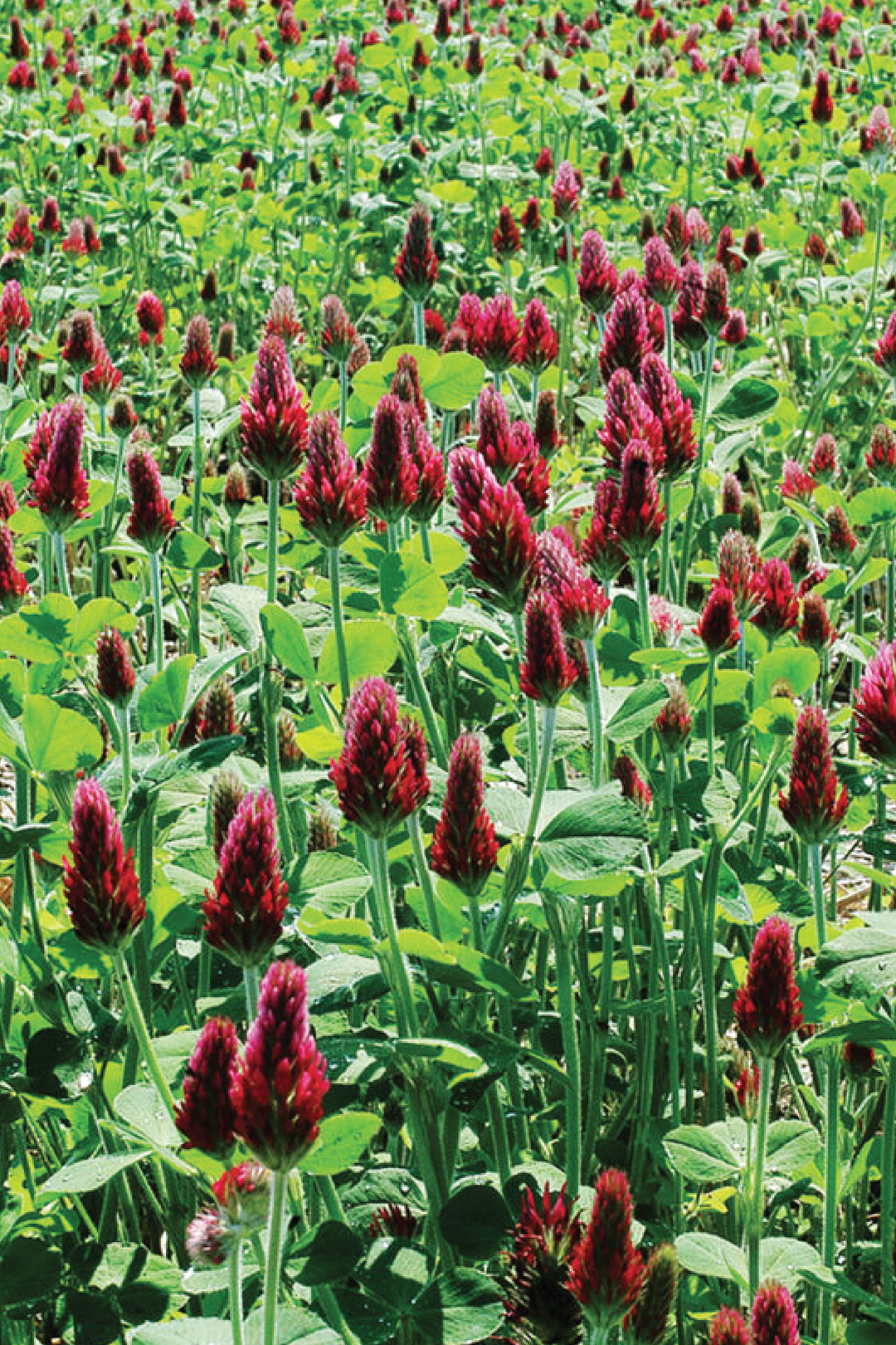 CRIMSON CLOVER SEEDS <br> بذور الكلوفر القرمزي