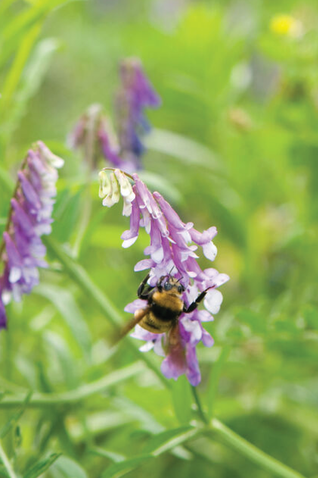 HAIRY VETCH SEEDS <br> بذور البِقيّة المشعرة