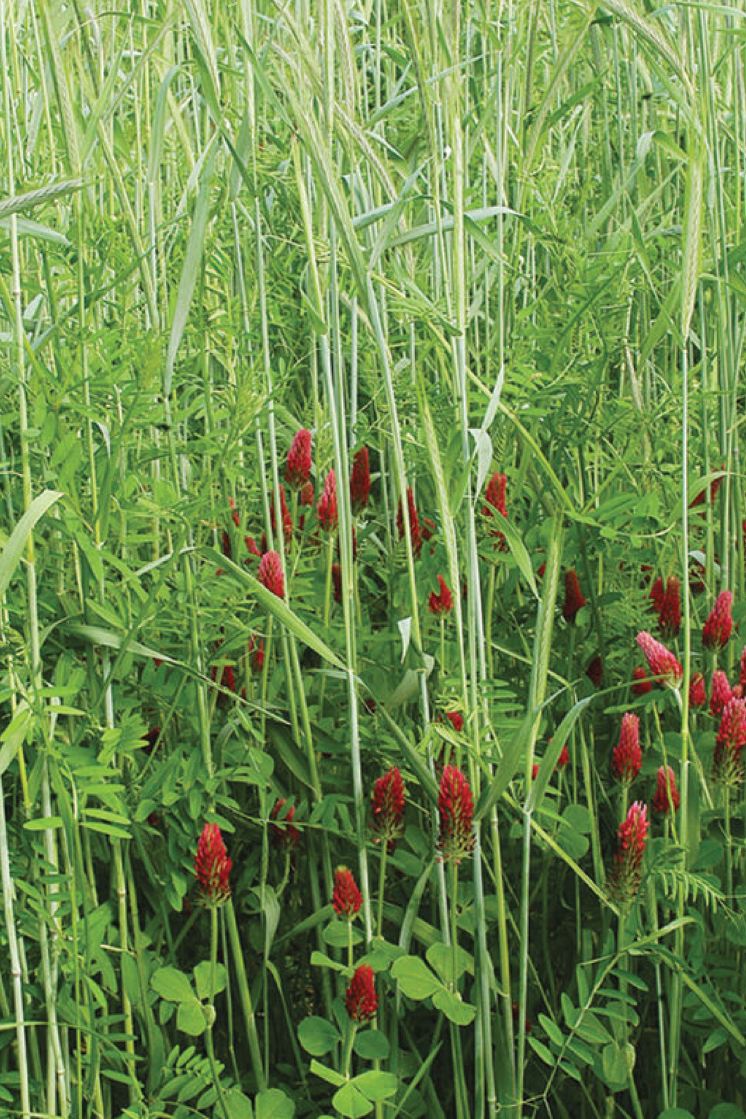 MIX NECTAR PLANTS SEEDS <br> بذور نباتات رحيقية مكس