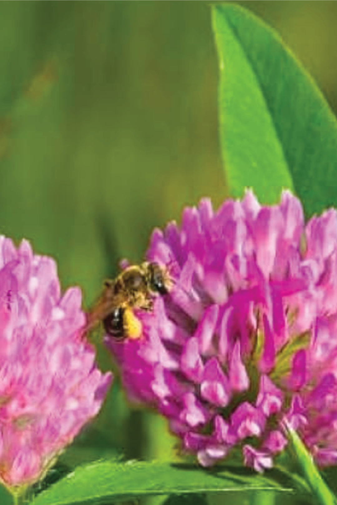 RED CLOVER SEEDS <br> بذور الكلوفر الأحمر