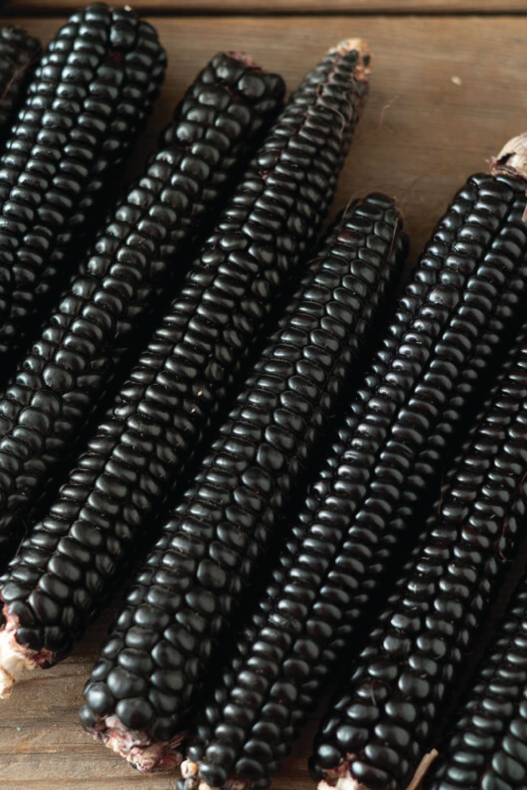 MONTANA MORADO MAIZE CORN SEEDS <br> بذور ذرة مونتانا مورادو ميز