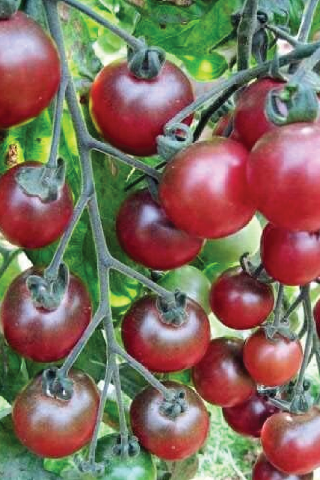 TOMATO ROSELLA SEEDS <br> بذور طماطم روزيلا