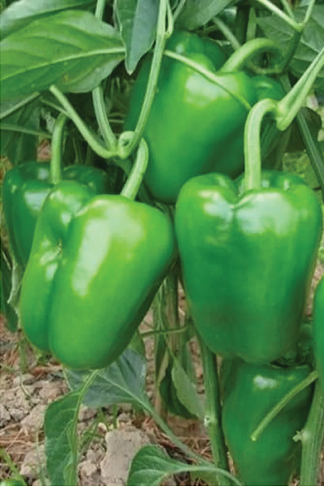 GREEN CAPSICUM SEEDS <br> بذور الفليفلة الخضراء