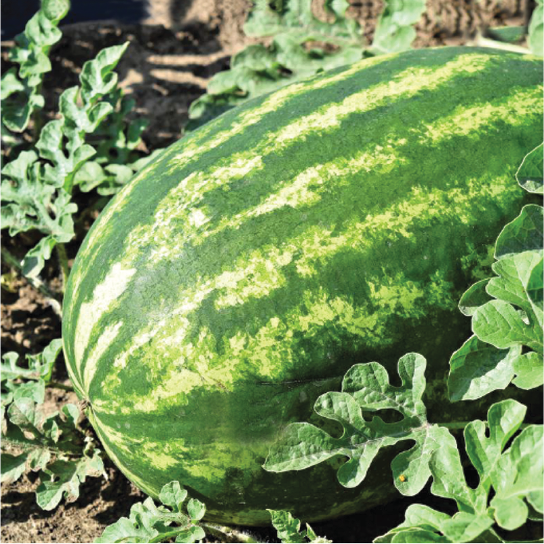 KING WATERMELON SEEDS <br> بذور البطيخ الملكي