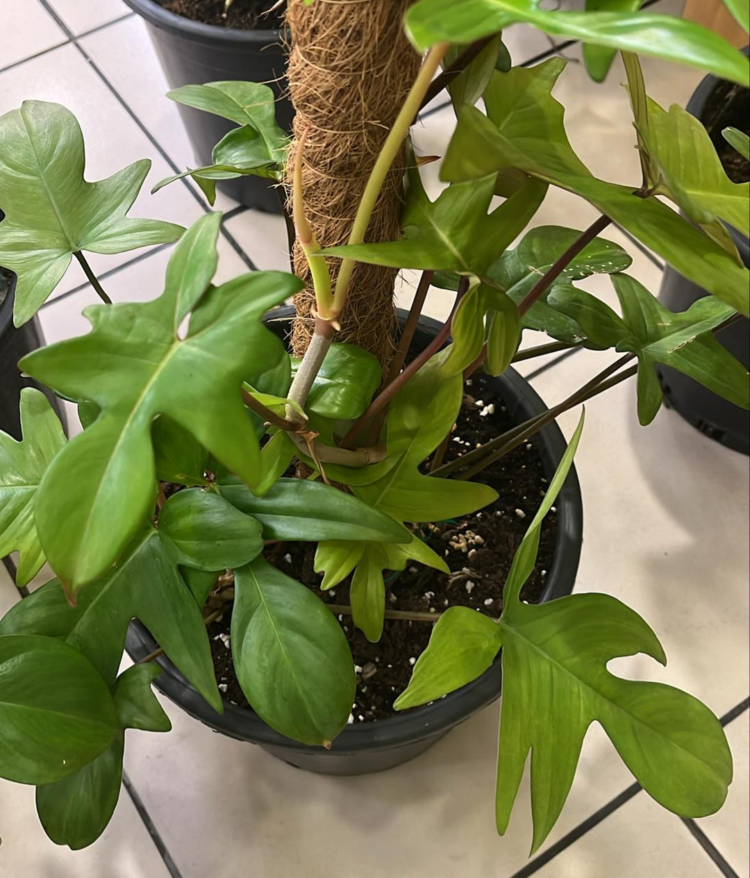 PHILODENDRON PEDATUM PLANT - K1
