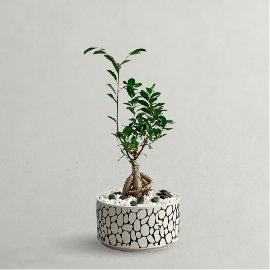 Bonsai Trees
