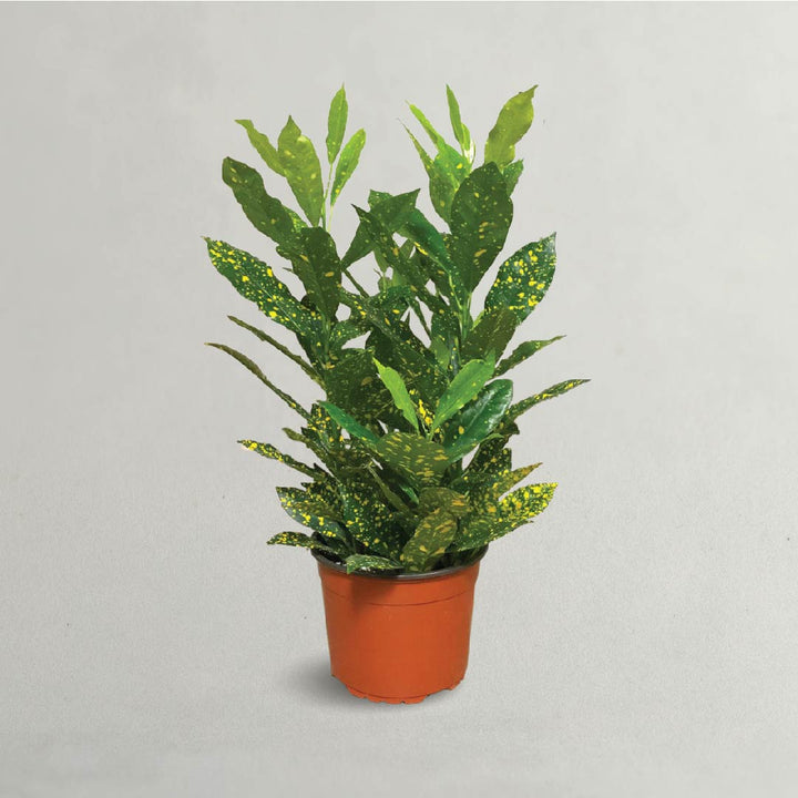 Golden Dust Plant - Croton Plant