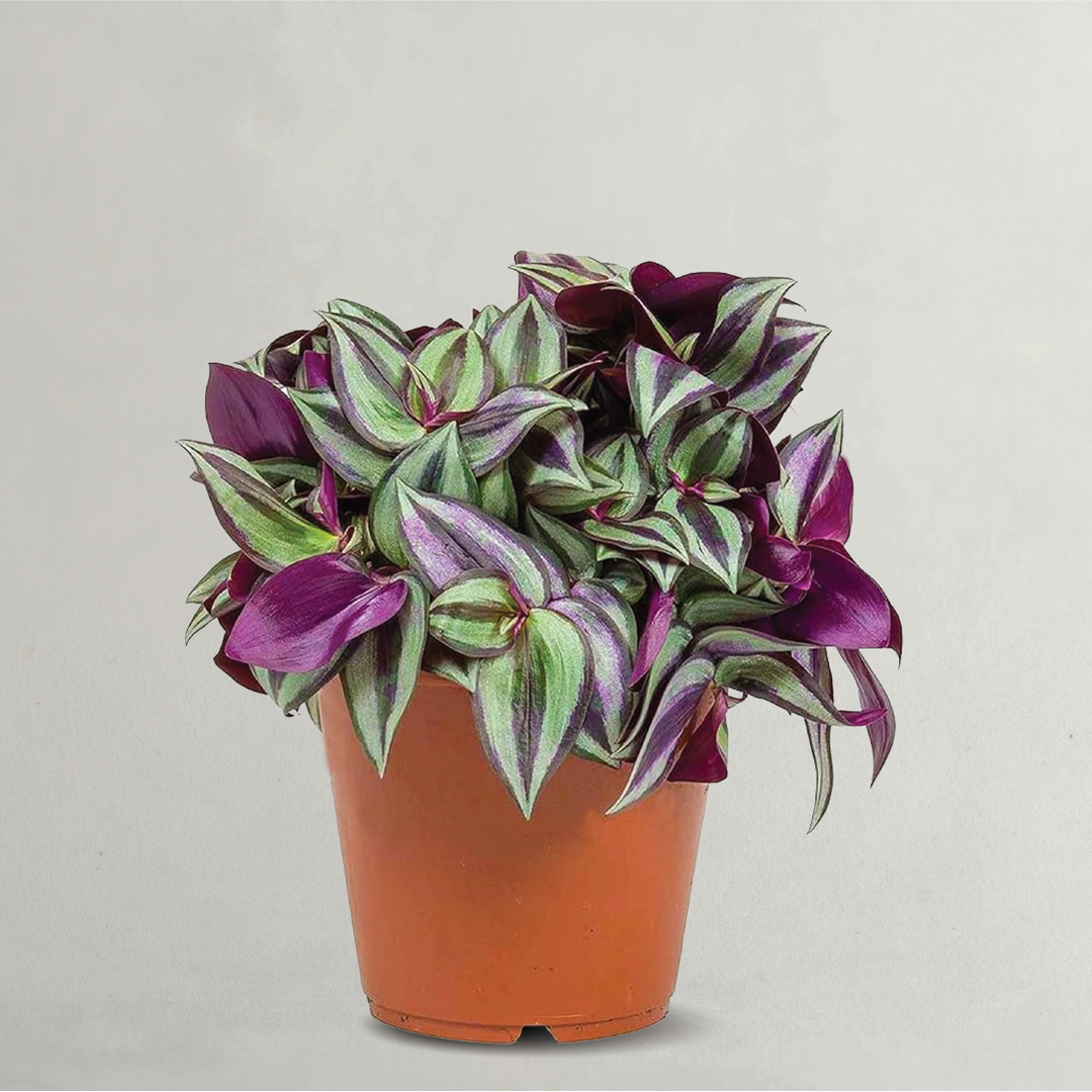 TRADESCANTIA ZEBRINA, WANDERING JEW