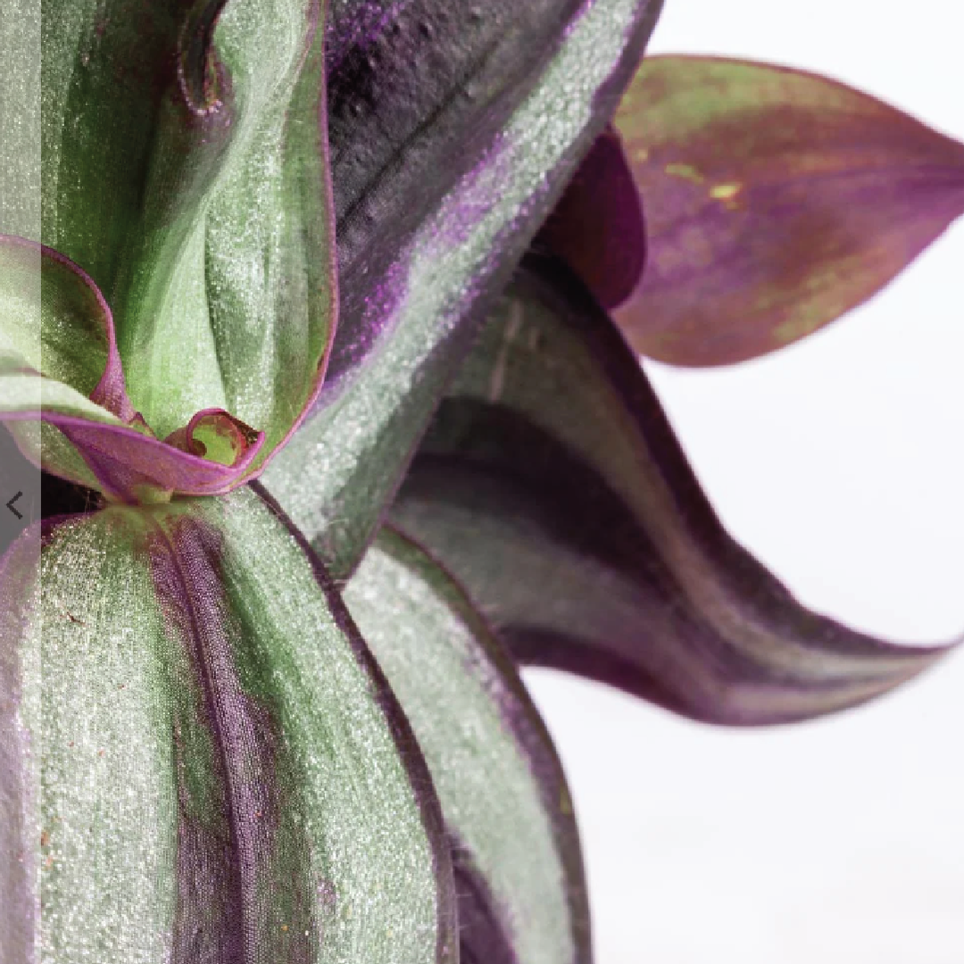 TRADESCANTIA ZEBRINA, WANDERING JEW