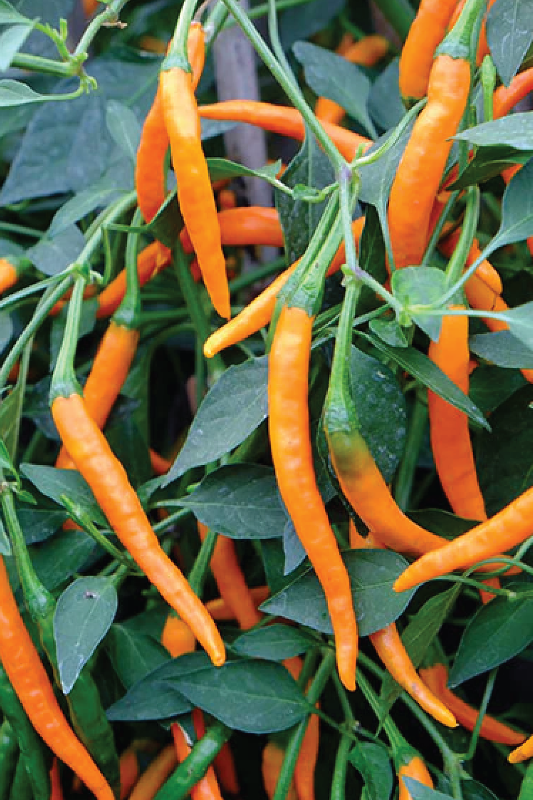 ORGANIC ORANGE CAYENNE HOT PEPPER SEEDLING<br>شتلات فلفل الكايين البرتقالي الحار العضوية