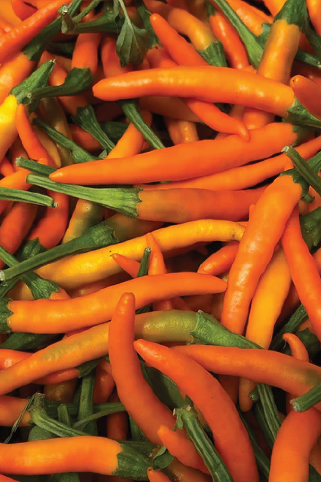 ORGANIC ORANGE CAYENNE HOT PEPPER SEEDLING<br>شتلات فلفل الكايين البرتقالي الحار العضوية