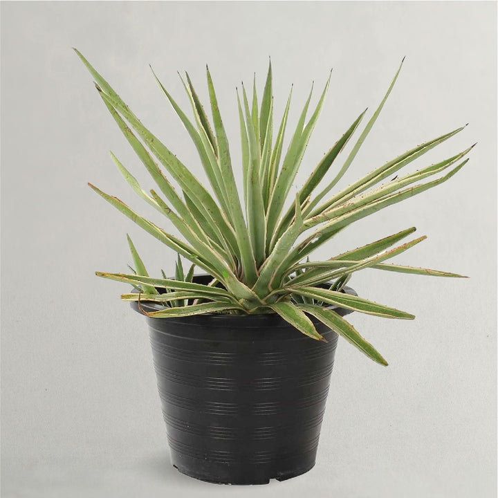 Variegated Caribbean Agave